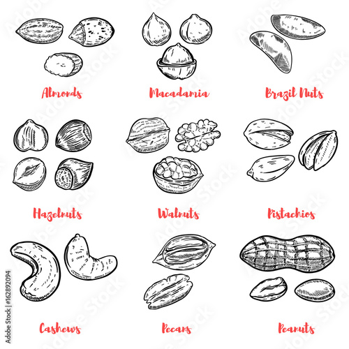 Set of nuts illustrations. Design elements for poster, menu. Vector illustration
