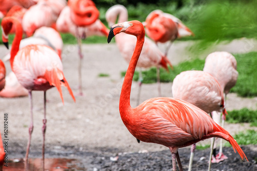 a flock of pink flamingos on green background - 2