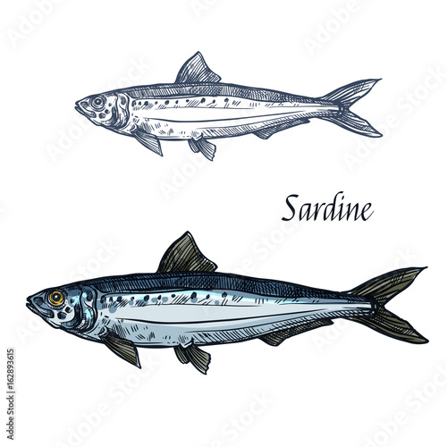 Sardine fish vector isolated sketch icon