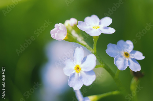 Macro of a forget-me-not flowers. Natural background