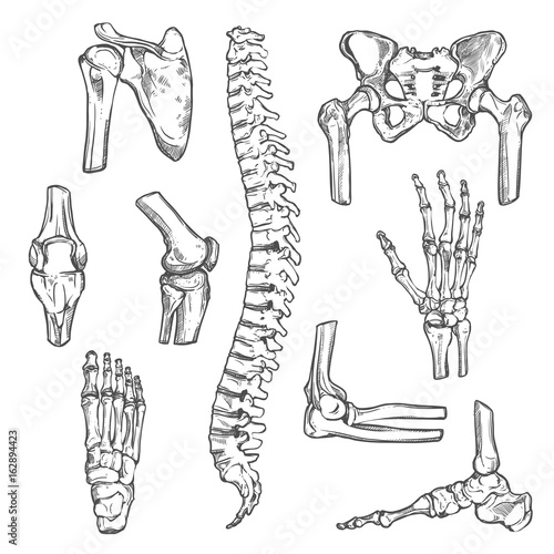 Vector sketch icons of human body bones and joints