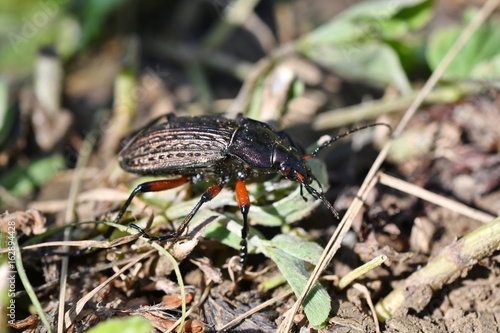 macro maybeetle bug on the grass © Pavol Klimek