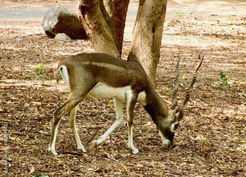 Blackbuck (antilope cervicapra), Indian Antelope with long ringed horns and white and brown fur in Guindy National Park at the Indian Institute of Technology Madras campus (Chennai, Tamil Nadu, India)