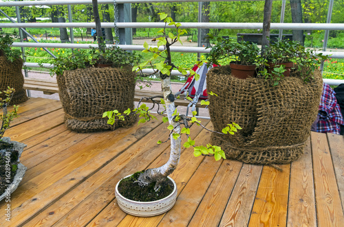Fotografie, Obraz Silver birch (Betula pendula) - Bonsai in the style of Bohemian
