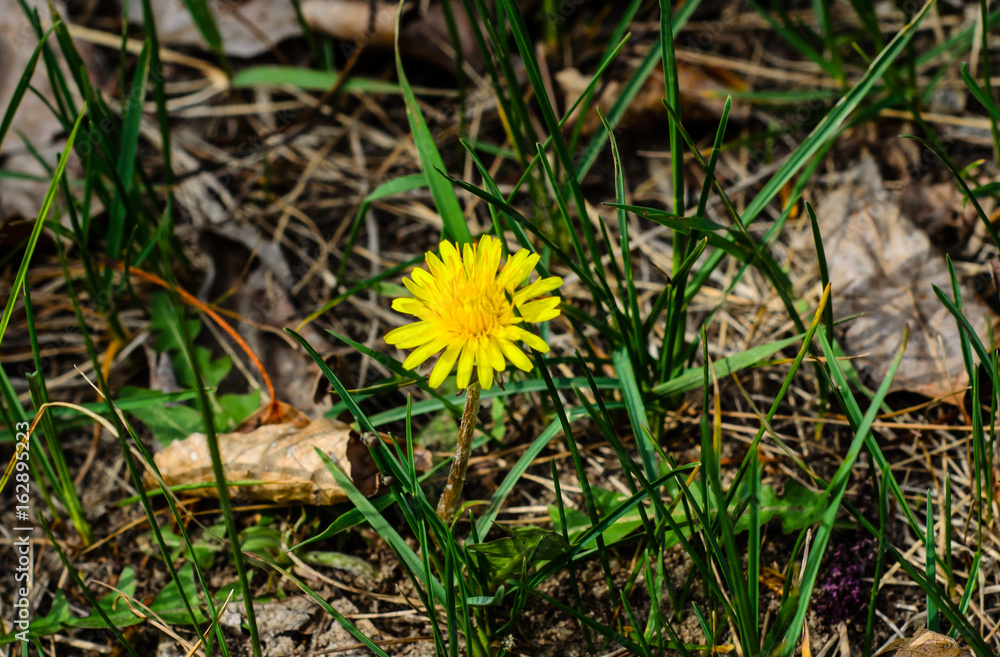 Yellow dandelion on early spring Yellow dandelion on early spring