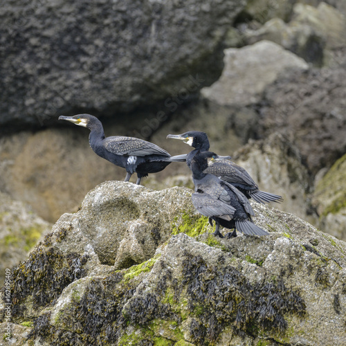 Cormorant Shag Phalacrocoracidae birds preening on rocky cliff face in Anglesey Wales