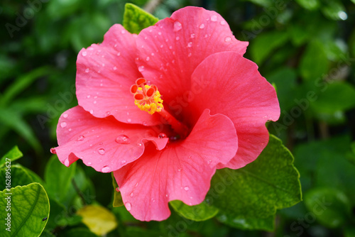 Obraz na plátne Hibiscus flower in close up with the leaf background.
