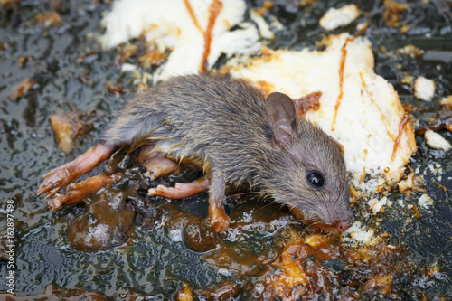 the rat in glue stick on the mousetrap © nattawatstocker