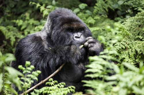 Silverback eating in forest © tschumacher04