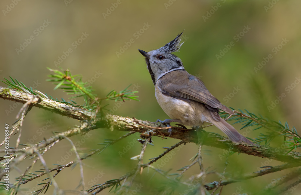 Frightened European Crested Tit freezes itself on a spiky fir branch Frightened European Crested Tit freezes itself on a spiky fir branch