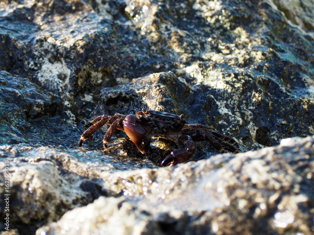 Wildlife. Crab on wet stones in the rays of the setting sun, marine background. Brachyura