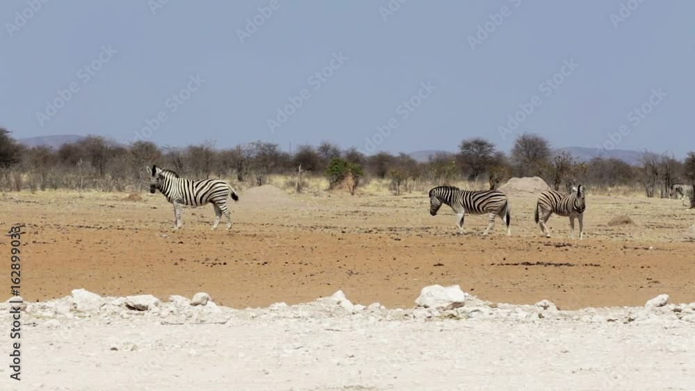 herd of zebra in african bush. Etosha national Park, Ombika, Kunene, Namibia. Mother carrying his baby foal. Africa safari wildlife and wilderness herd of zebra in african bush. Etosha national Park, Ombika, Kunene, Namibia. Mother carrying his baby foal. Africa safari wildlife and wilderness