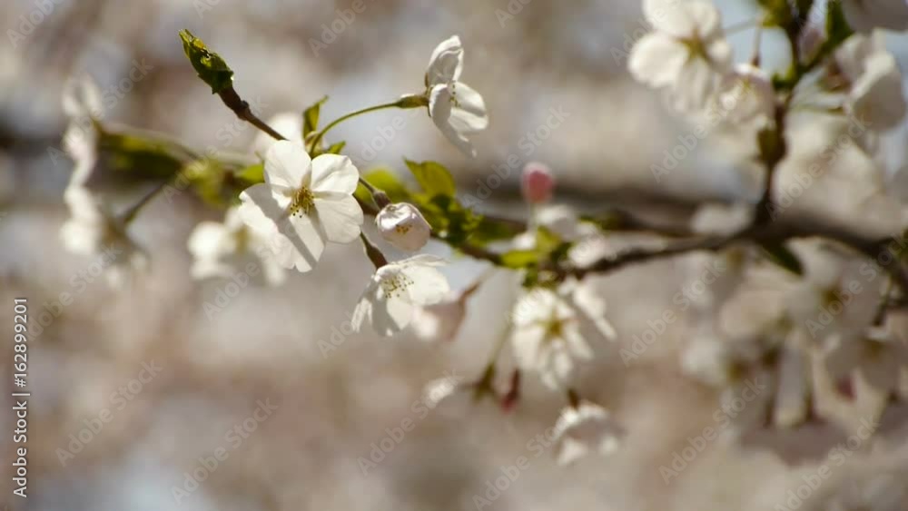 beautiful cherry blossoms tremble in wind. beautiful cherry blossoms tremble in wind.