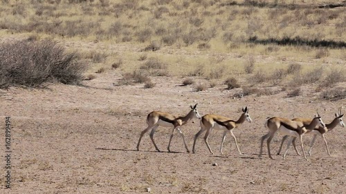 herd of springbok in sunny day in dry Kgalagadi desert - Kalahari Transfontier park, South Africa safari wildlife and wilderness photo