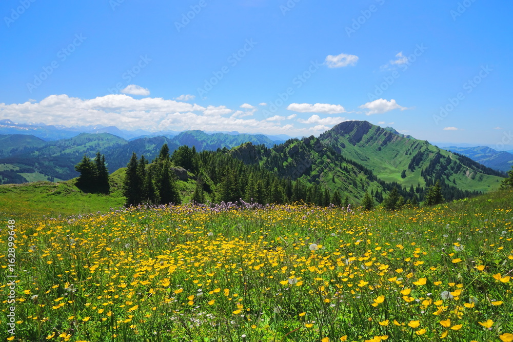 Früling mit Bergblumenwiese in den Alpen