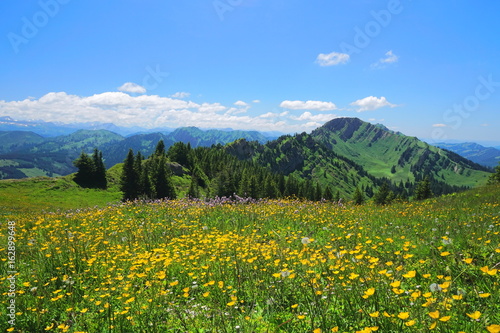 Früling mit Bergblumenwiese in den Alpen