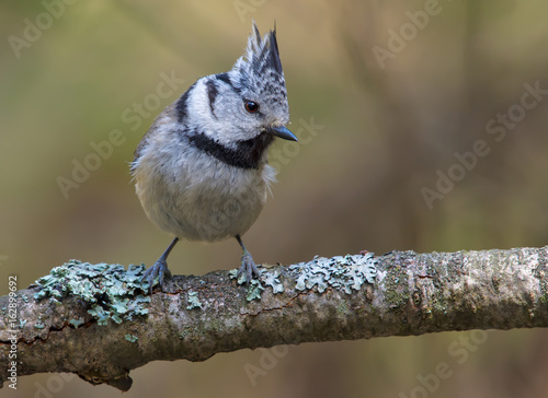 European Crested Tit amusing perched on an old lichen covered branch in the forest