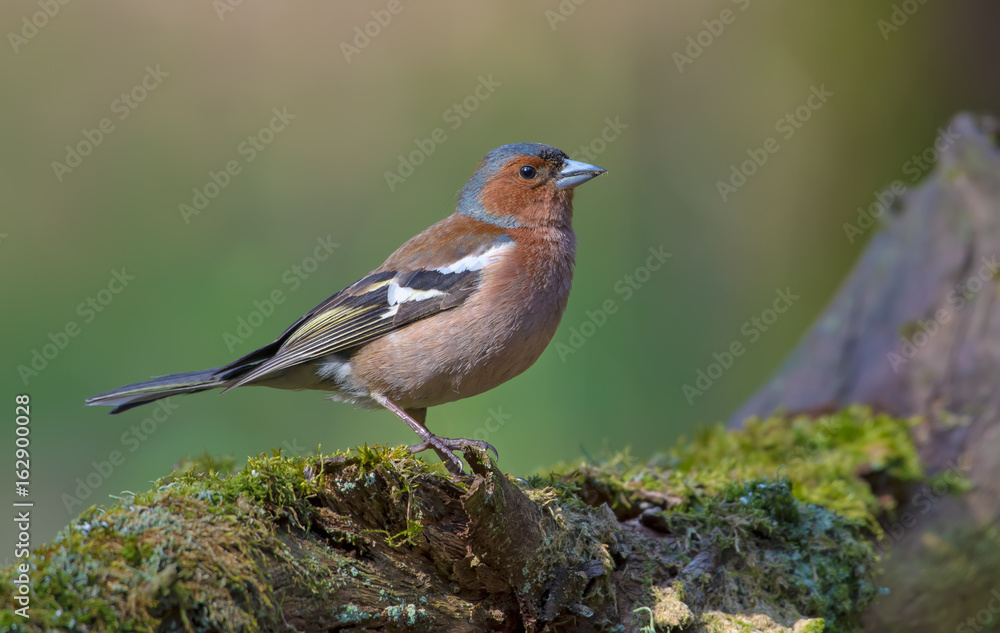 Male Common Chaffinch posing on mossy stump in light forest Male Common Chaffinch posing on mossy stump in light forest