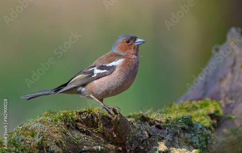 Male Common Chaffinch posing on mossy stump in light forest