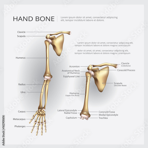 Arm and Hand Bone Vector Illustration