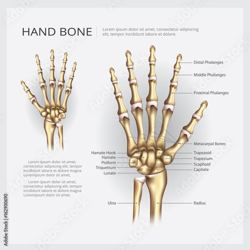 Hand Bone Vector Illustration