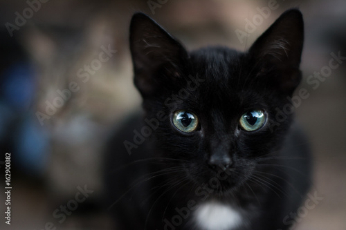 Close up view of a black cat's face