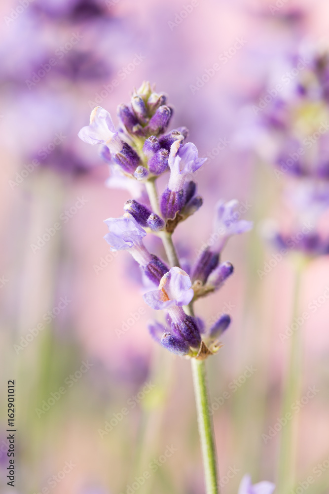 Obraz premium Lavender flowers.