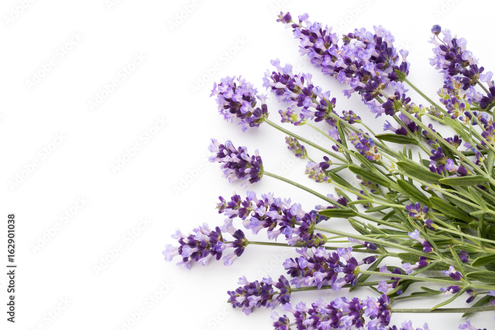 Fototapeta premium Kwiaty lawendy.