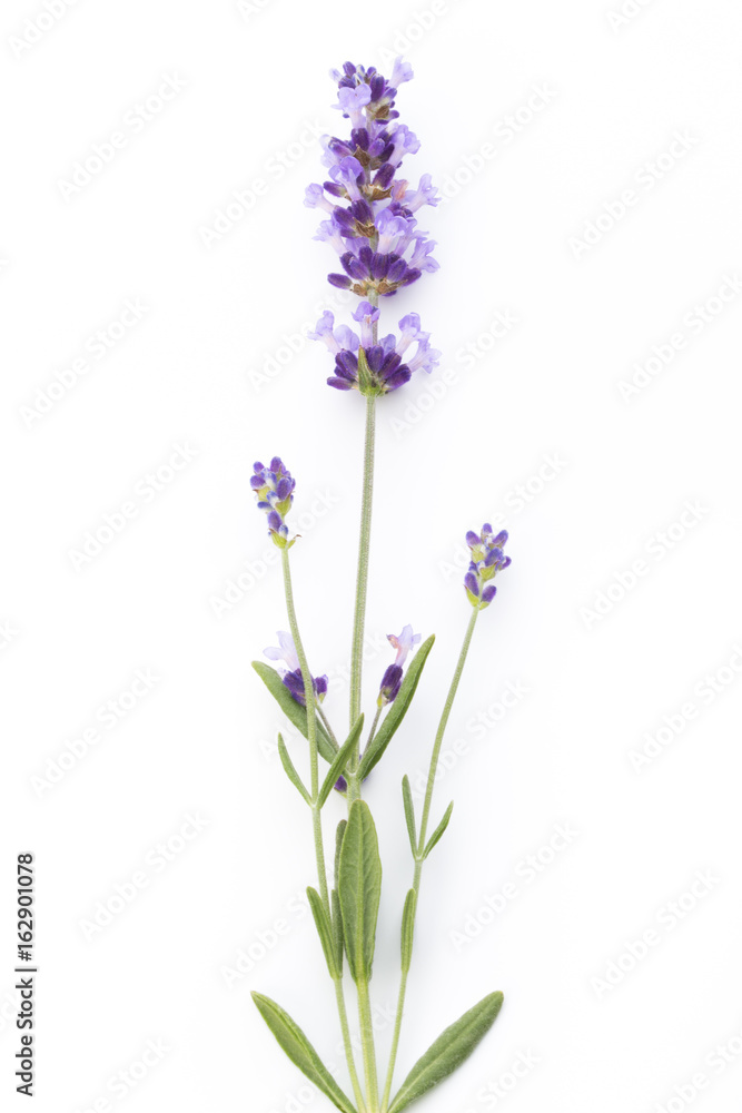 Fototapeta premium Lavender flowers.