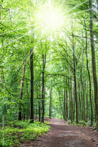 A path leads through a beautiful forest in the country Brandenburg  Germany 