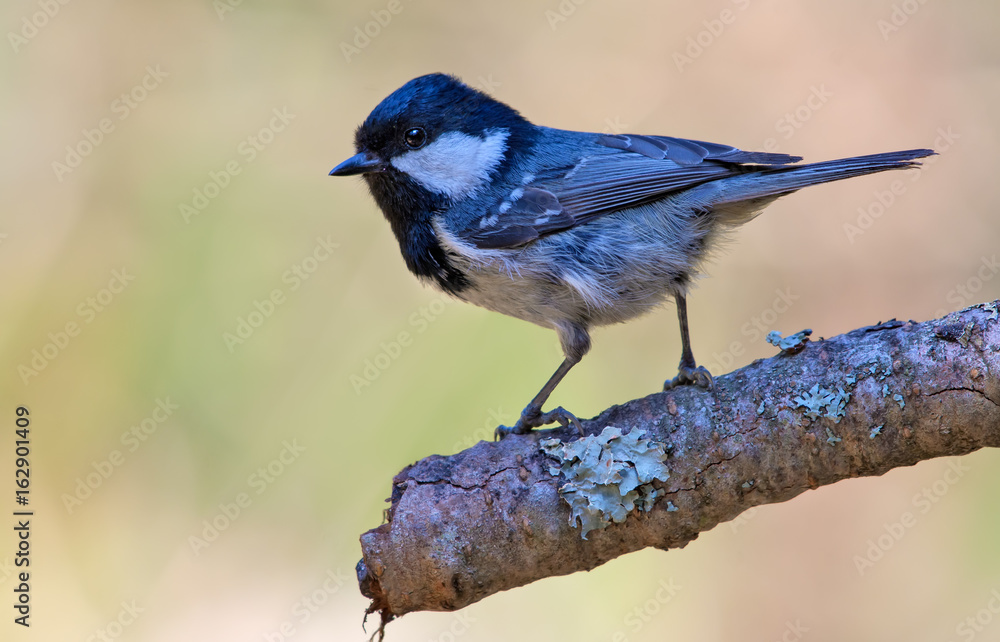 Shining Coal Tit perched on lichen encrusted branch Shining Coal Tit perched on lichen encrusted branch
