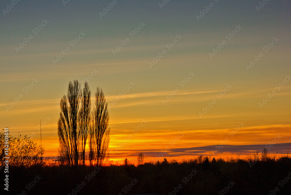 Beautiful golden sunset with silhouettes of two poplars