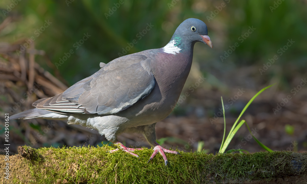 Common wood pigeon walking on a mossy branch near the ground and a waterpond Common wood pigeon walking on a mossy branch near the ground and a waterpond