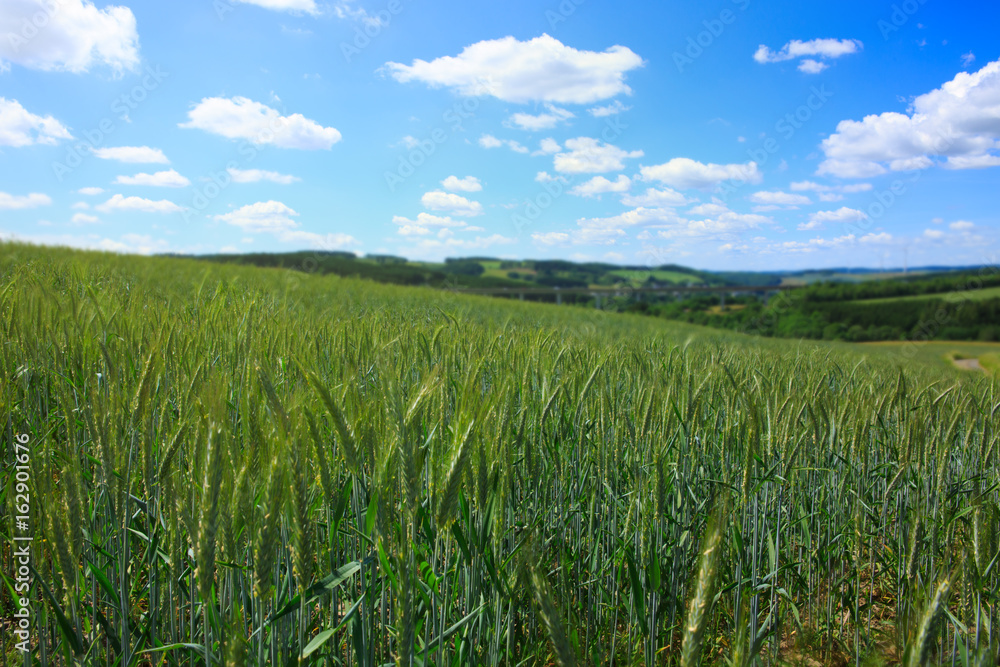Green wheat field and blue sky. Green wheat field and blue sky.