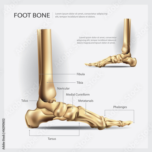 Foot Bone Vector Illustration