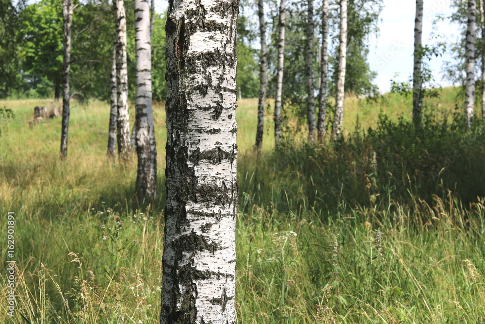 Obraz premium Beautiful white birches in summer in birch grove