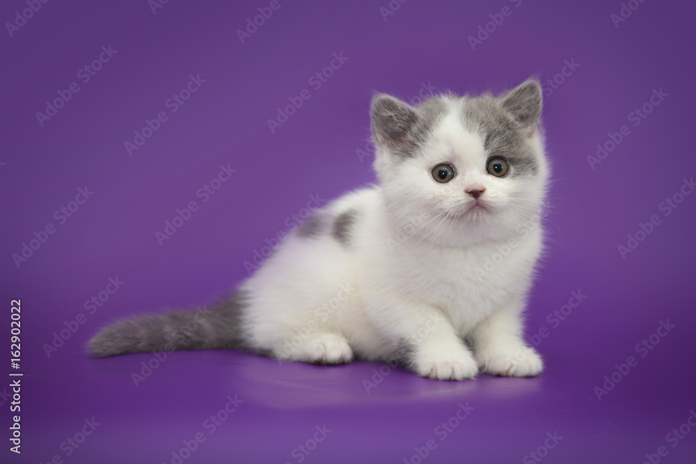 Little cute kitten on studio background Little cute kitten on studio background