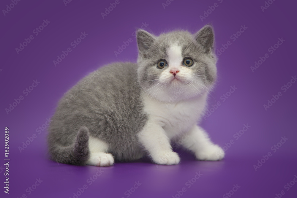 Little cute kitten on studio background
