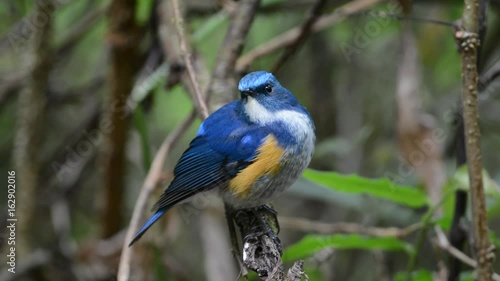 Himalayan bluetail tarsiger rufilatus
Charming bird perching alone.
Himalayan bluetail ( tarsiger rufilatus ) making a living in highland forest,green blurred background and sunlight.
 photo