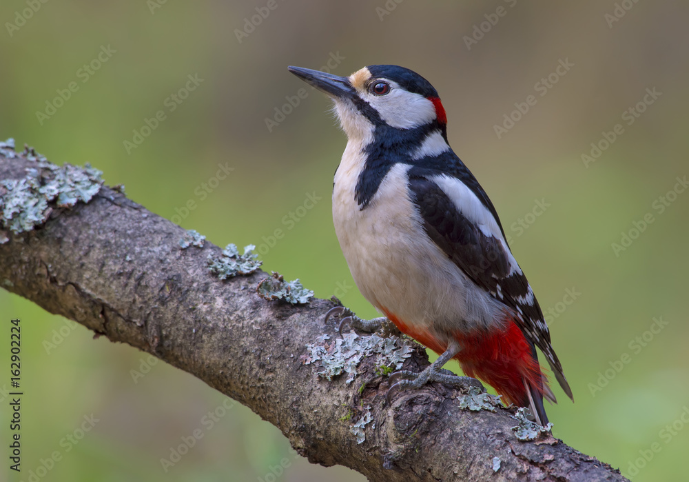 Male Great spotted woodpecker sits on a lichen covered branch