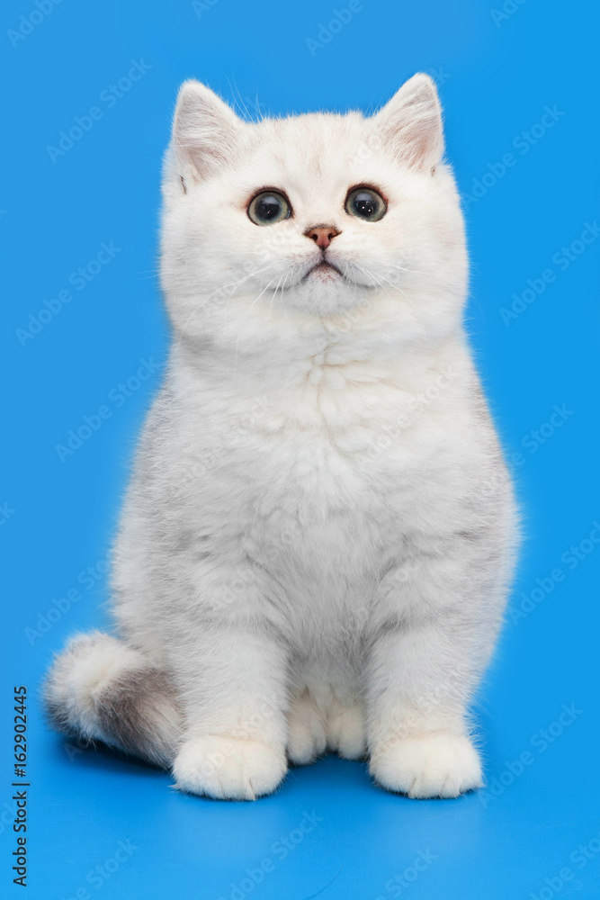White British kitten on a blue background White British kitten on a blue background