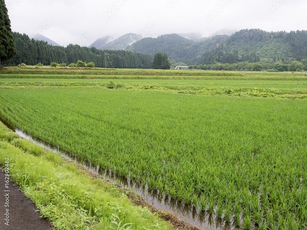 Fototapeta premium 初夏の水田風景