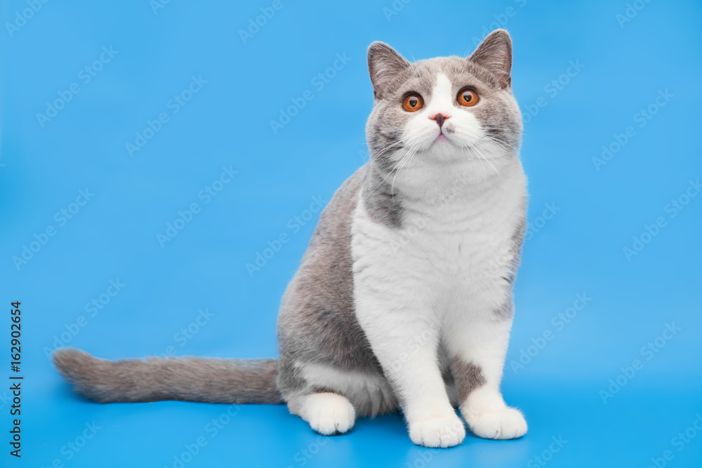 Thick bicolor british cat on a blue background.