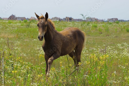 маленькая коричневая лошадь на цветущем лугу