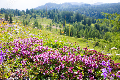 eine Bergwiese mit wilden Kräutern in den Alpen ( Europa )