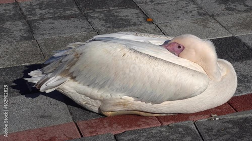 4K Pelican is resting on the ground with its eyes open and its beak hidden in its feather photo