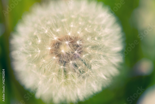 Fototapeta Naklejka Na Ścianę i Meble -  Dandelion flower close up on natural green background