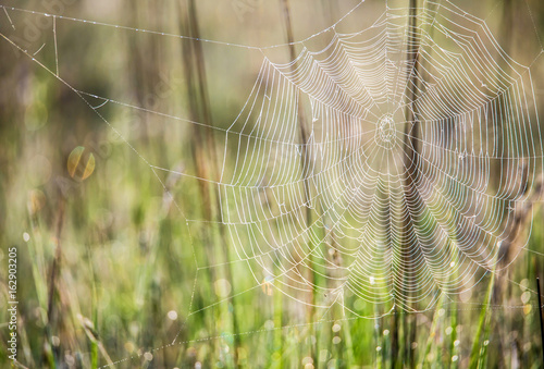 ein Spinnennetz hängt auf einer Wiese im Morgentau