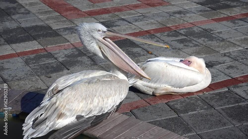 4K Couple of tame pelicans resting, one is yawning photo