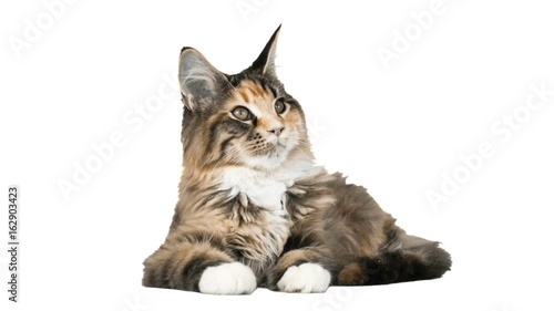 Funny maine coon kun lying and staring at white background photo